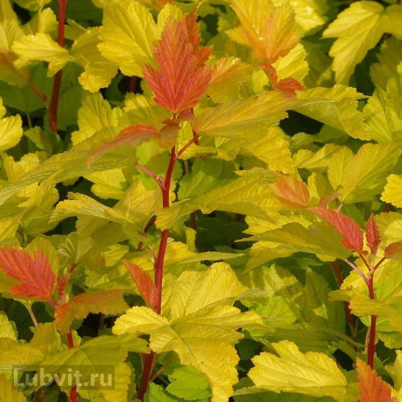 Пузыреплодник Золотистый (Golden) купить с доставкой