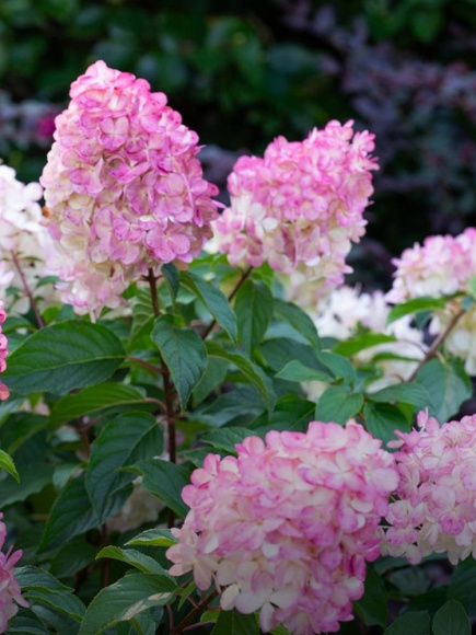 Гортензия Сандей Фрайз (Sundae Fraise) метельчатая купить с доставкой