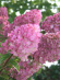 Гортензия Сандей Фрайз (Sundae Fraise) метельчатая купить с доставкой