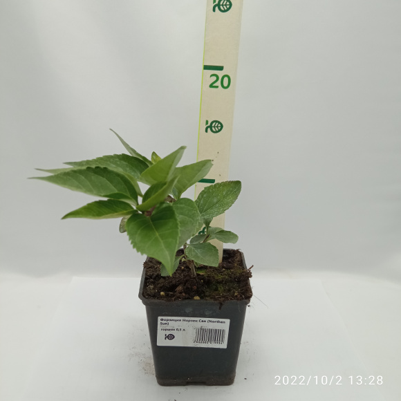 Форзиция Норзен Сан (Northen Sun) купить с доставкой