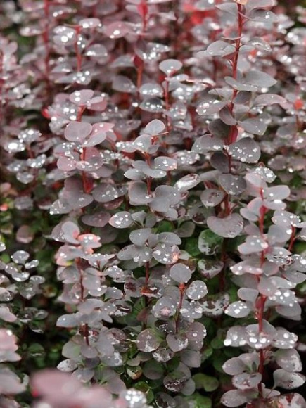 Барбарис Чоколат Саммер (Chocolate Summer) купить с доставкой