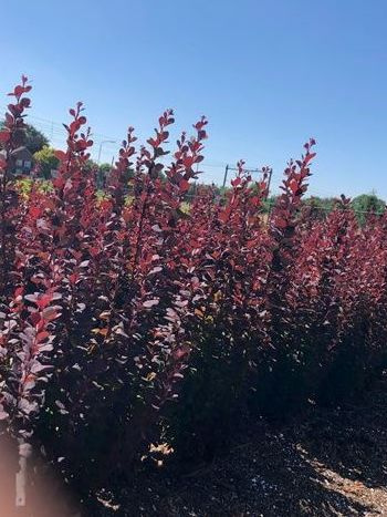 Барбарис Чоколат Саммер (Chocolate Summer) купить с доставкой