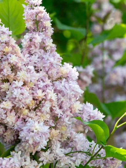 Сирень Фредерико Гарсия Лорка PBR купить с доставкой