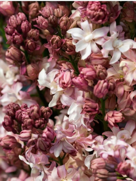 Сирень Фредерико Гарсия Лорка PBR купить с доставкой