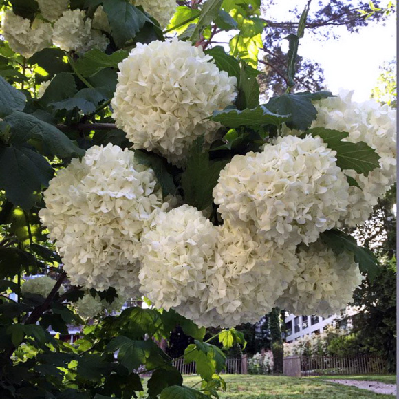 Калина Бульденеж Розеум (Boule de Neige Roseum) купить с доставкой