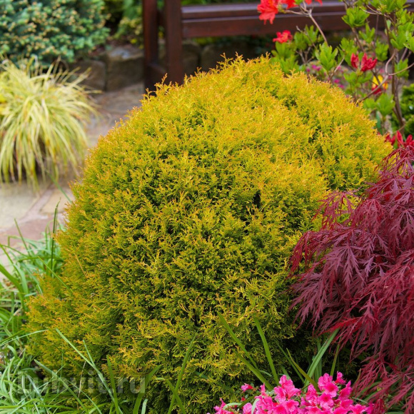 Туя западная Рейнголд (Rheingold) купить с доставкой