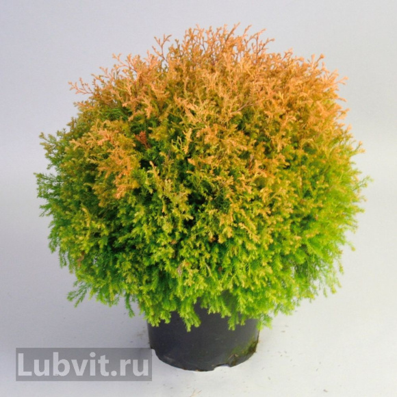 Туя западная Рейнголд (Rheingold) купить с доставкой