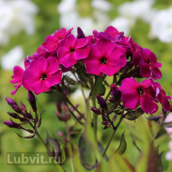 Флокс Эсмеральда купить с доставкой