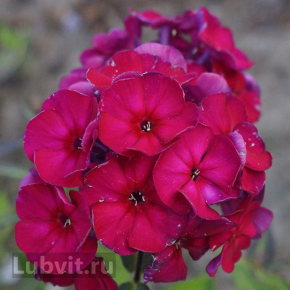 Флокс Эсмеральда купить с доставкой