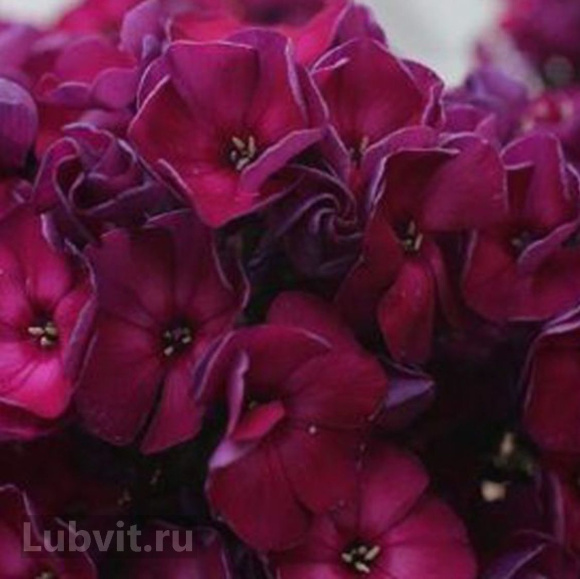 Флокс Эсмеральда купить с доставкой