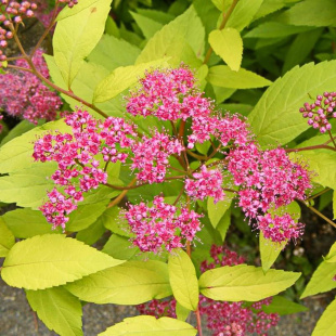 Спирея Голден Принцесс (Golden Princess)