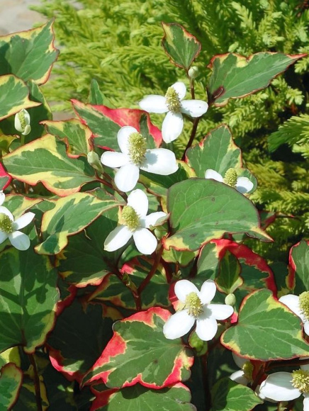 Хауттюйния сердцевидная Хамелеон (Chameleon) купить с доставкой