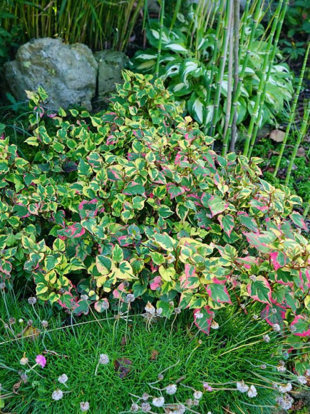 Хауттюйния сердцевидная Хамелеон (Chameleon) купить с доставкой