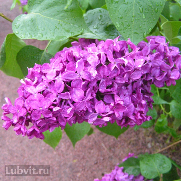 Сирень Индия купить с доставкой