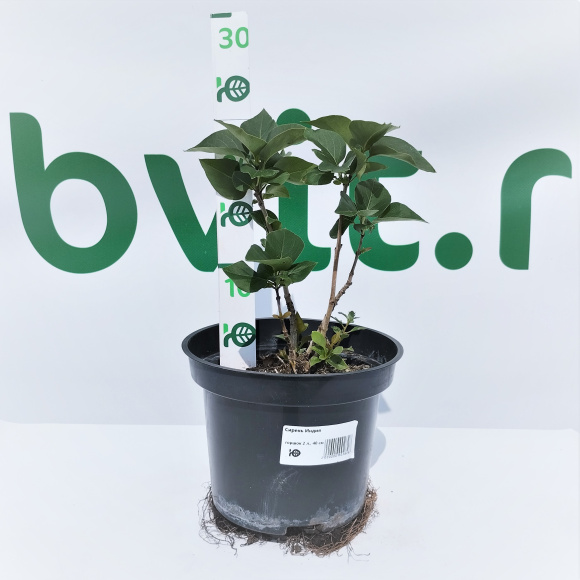 Сирень Индия купить с доставкой