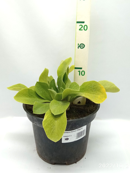 Примула Пегасус (Pegasus) купить с доставкой