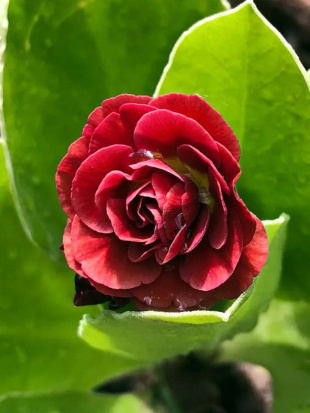 Примула Пегасус (Pegasus)