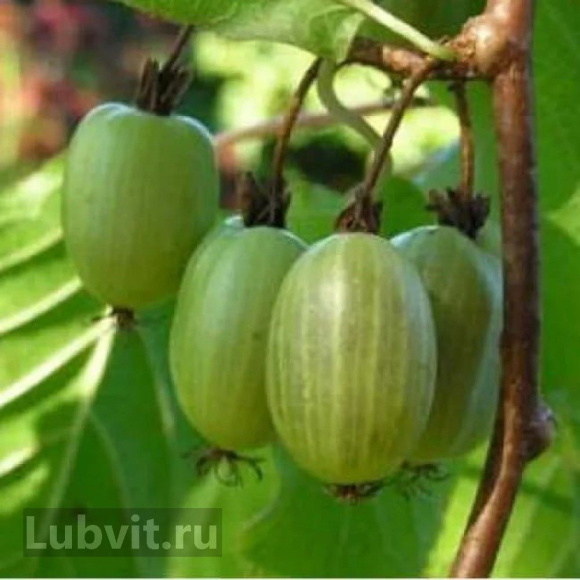 Актинидия Сентябрьская купить с доставкой