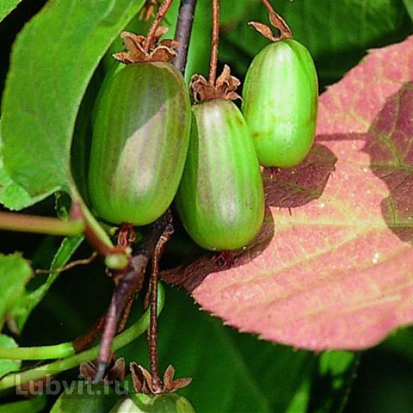 Актинидия Сентябрьская купить с доставкой