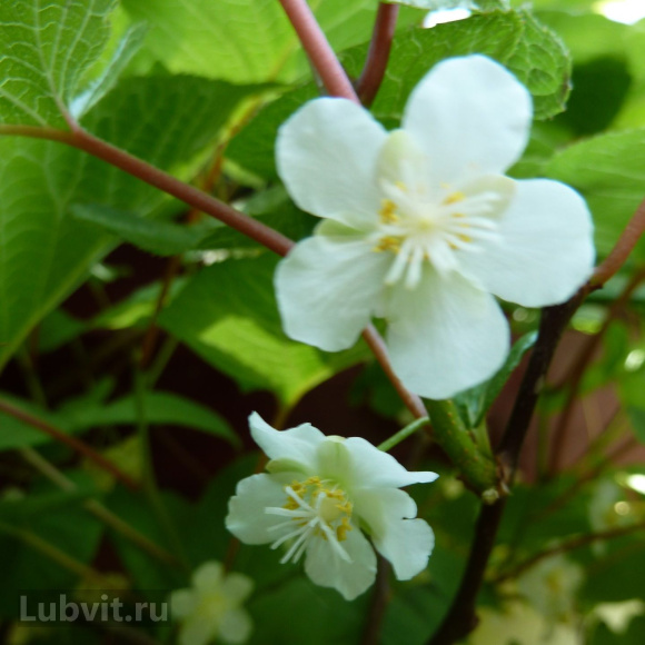 Актинидия Сентябрьская купить с доставкой