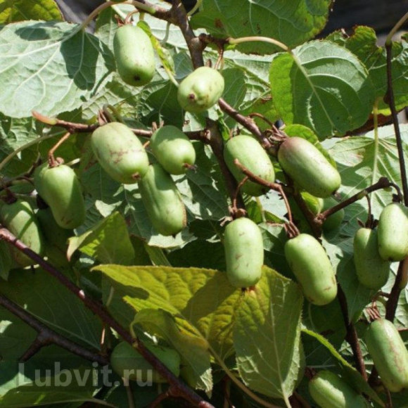 Актинидия Сентябрьская купить с доставкой