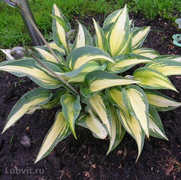 Спорт Джун Спирит
