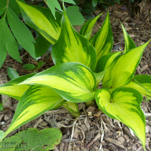 Спорт Джастин