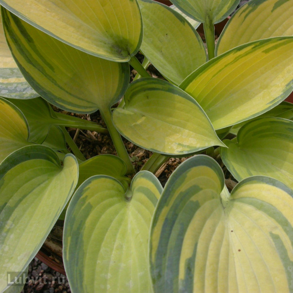 Спорт Грин Февер