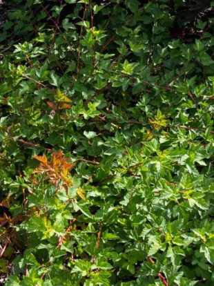 Пузыреплодник Тильден парк (Tilden Park)