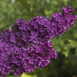 Сирень Сумерки