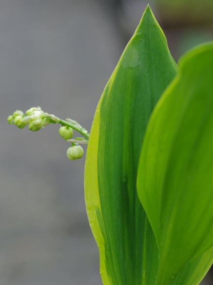 Ландыш Хардвик Холл (Hardwick Hall) купить с доставкой