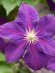 Клематис Жакмана (Jackmanii) купить с доставкой