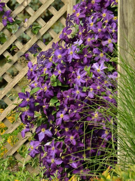 Клематис Жакмана (Jackmanii) купить с доставкой