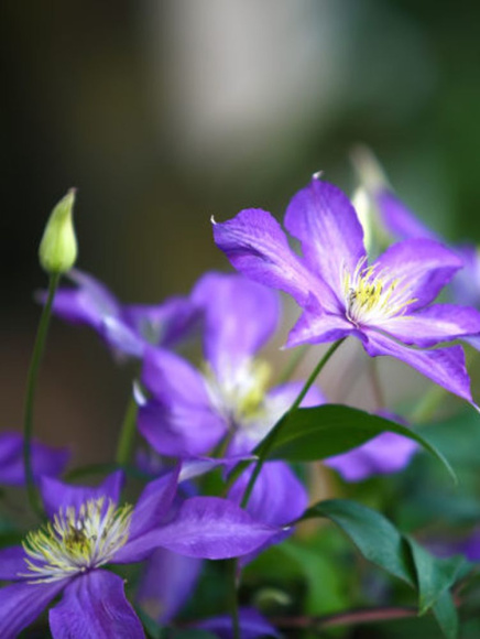 Клематис Жакмана (Jackmanii) купить с доставкой