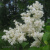 Сирень Амурская (Syringa amurensis) купить с доставкой