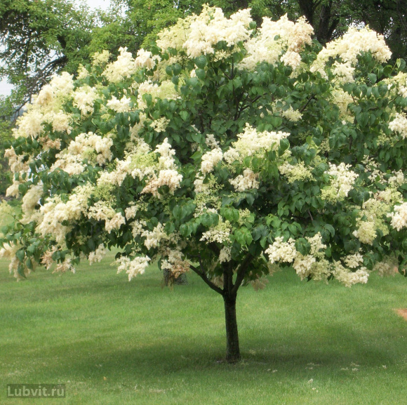 Сирень Амурская (Syringa amurensis) купить с доставкой