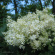 Сирень Амурская (Syringa amurensis) купить с доставкой