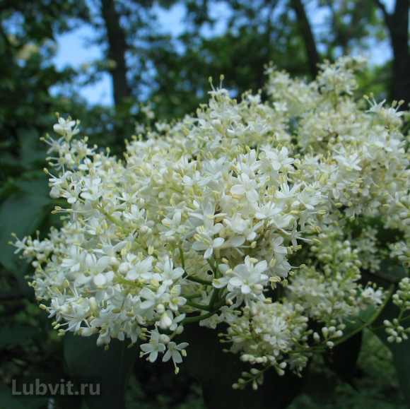 Сирень Амурская (Syringa amurensis) купить с доставкой
