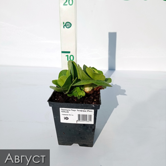 Примула Пирс Телфорд (Piers Telford) купить с доставкой