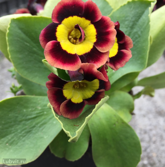 Примула Пирс Телфорд (Piers Telford) купить с доставкой