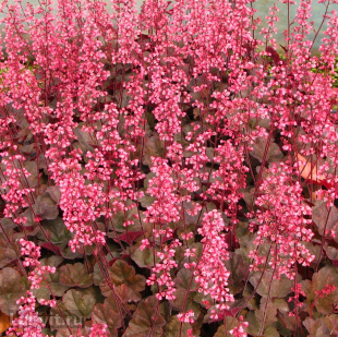 Гейхера Кассис (Cassis)