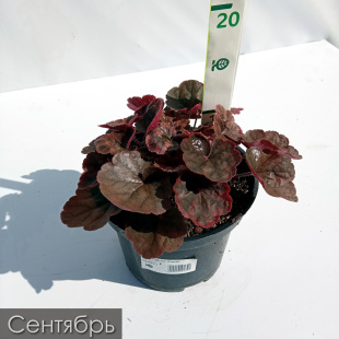 Гейхера Кассис (Cassis)