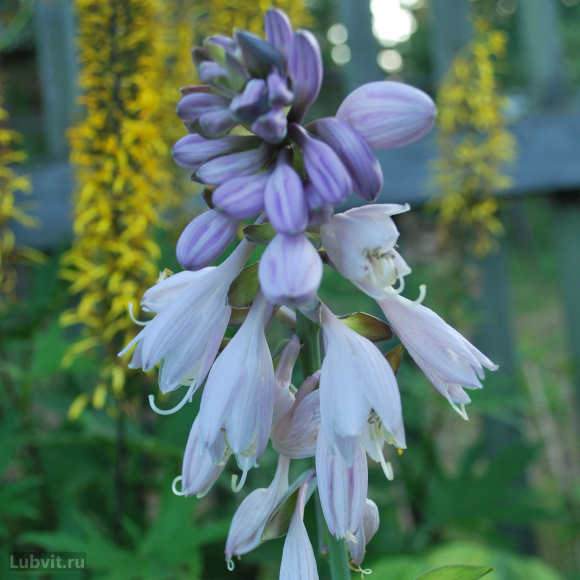 Хоста Паулс Глори (Pauls Glory) [L]] купить с доставкой