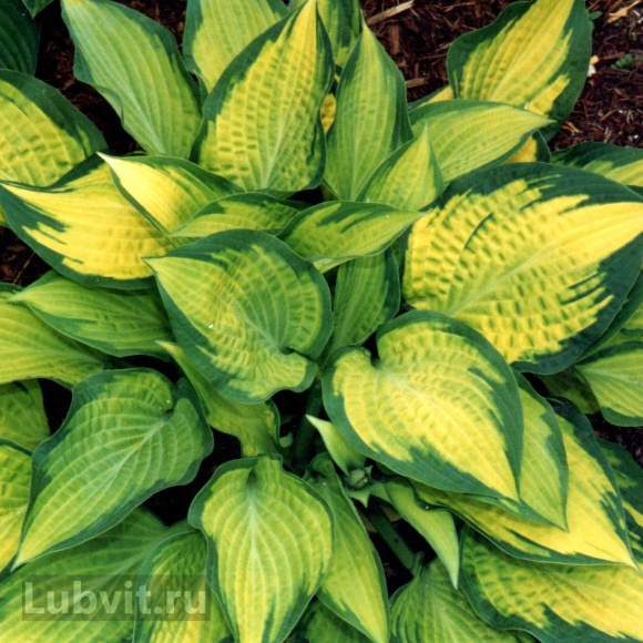 Хоста Паулс Глори (Pauls Glory) [L]] купить с доставкой