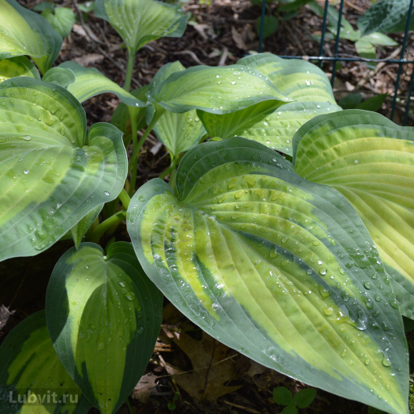 Хоста Паулс Глори (Pauls Glory) [L]] купить с доставкой