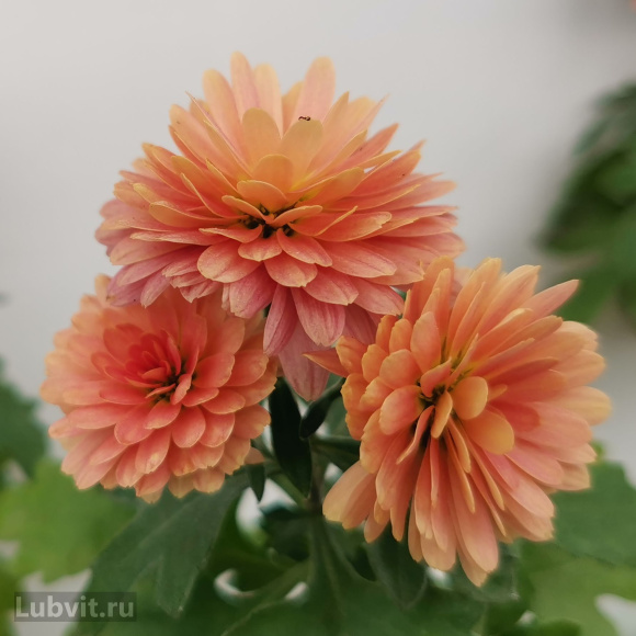 Хризантема мультифлора Фруктис купить с доставкой