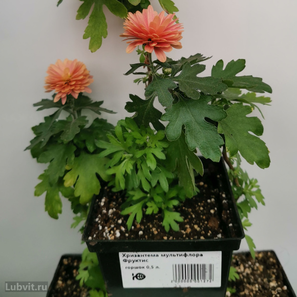 Хризантема мультифлора Фруктис купить с доставкой