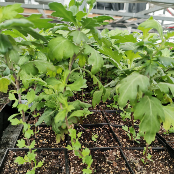 Хризантема мультифлора Фруктис купить с доставкой