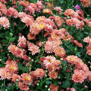 Хризантема мультифлора Фруктис