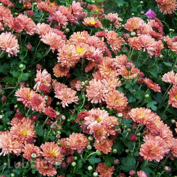 Хризантема мультифлора Фруктис купить с доставкой